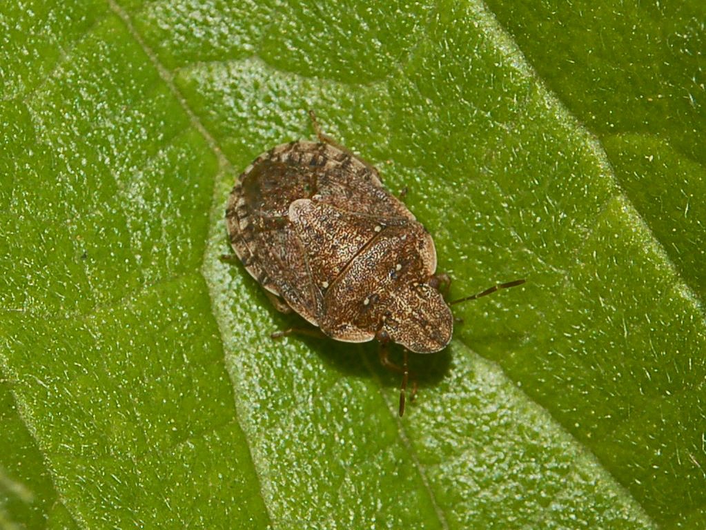 Pentatomidae: Sciocoris sideritidis delle alture genovesi